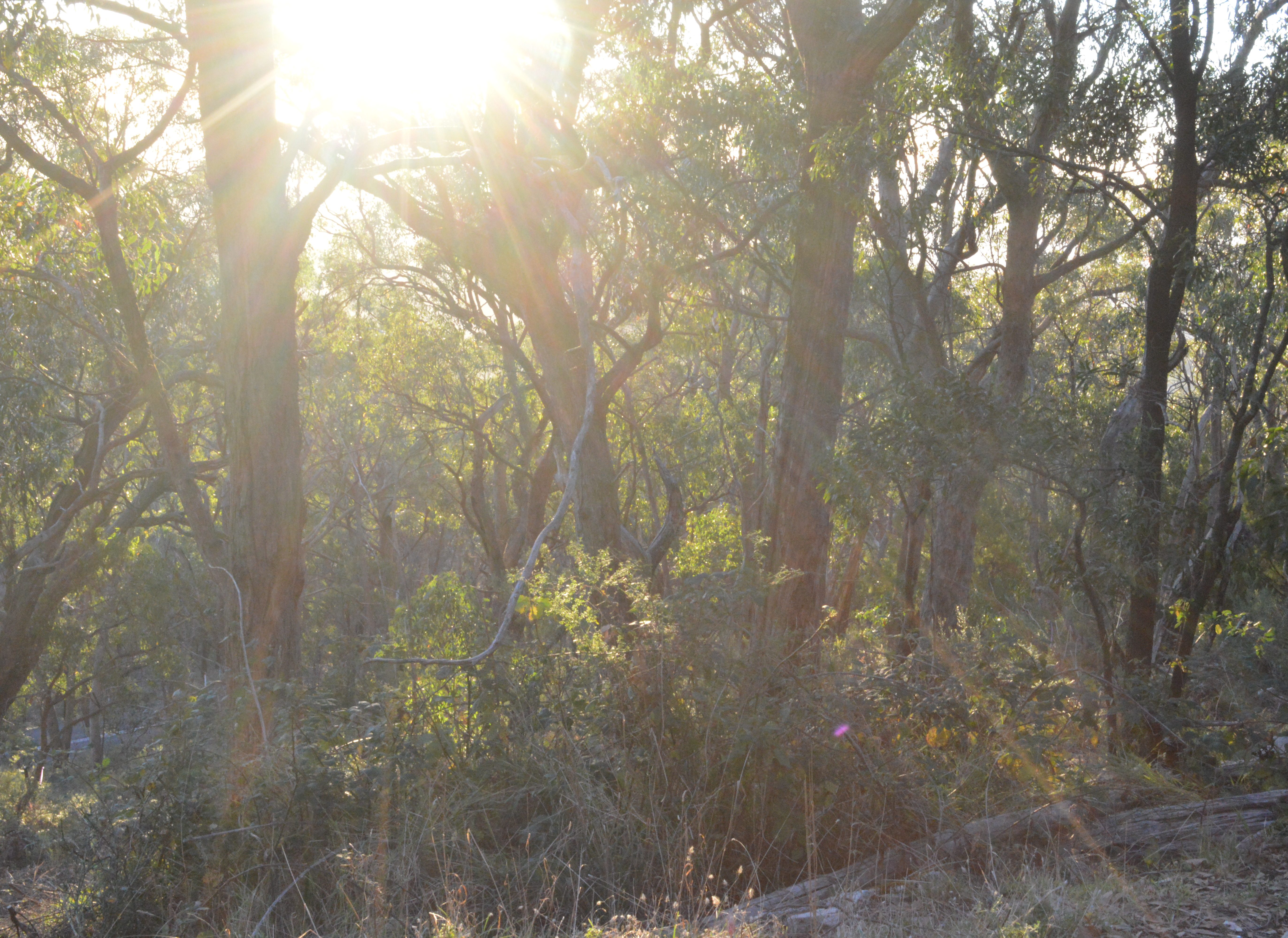 The Female Theologian